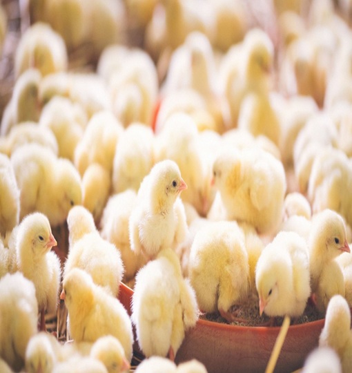 Poultry Farming in India 